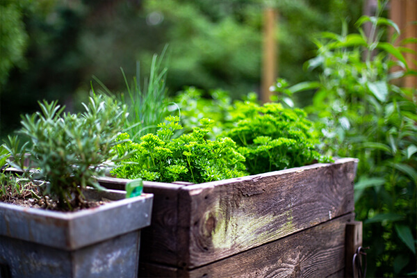 herbs rosemary parsley summerwinds california